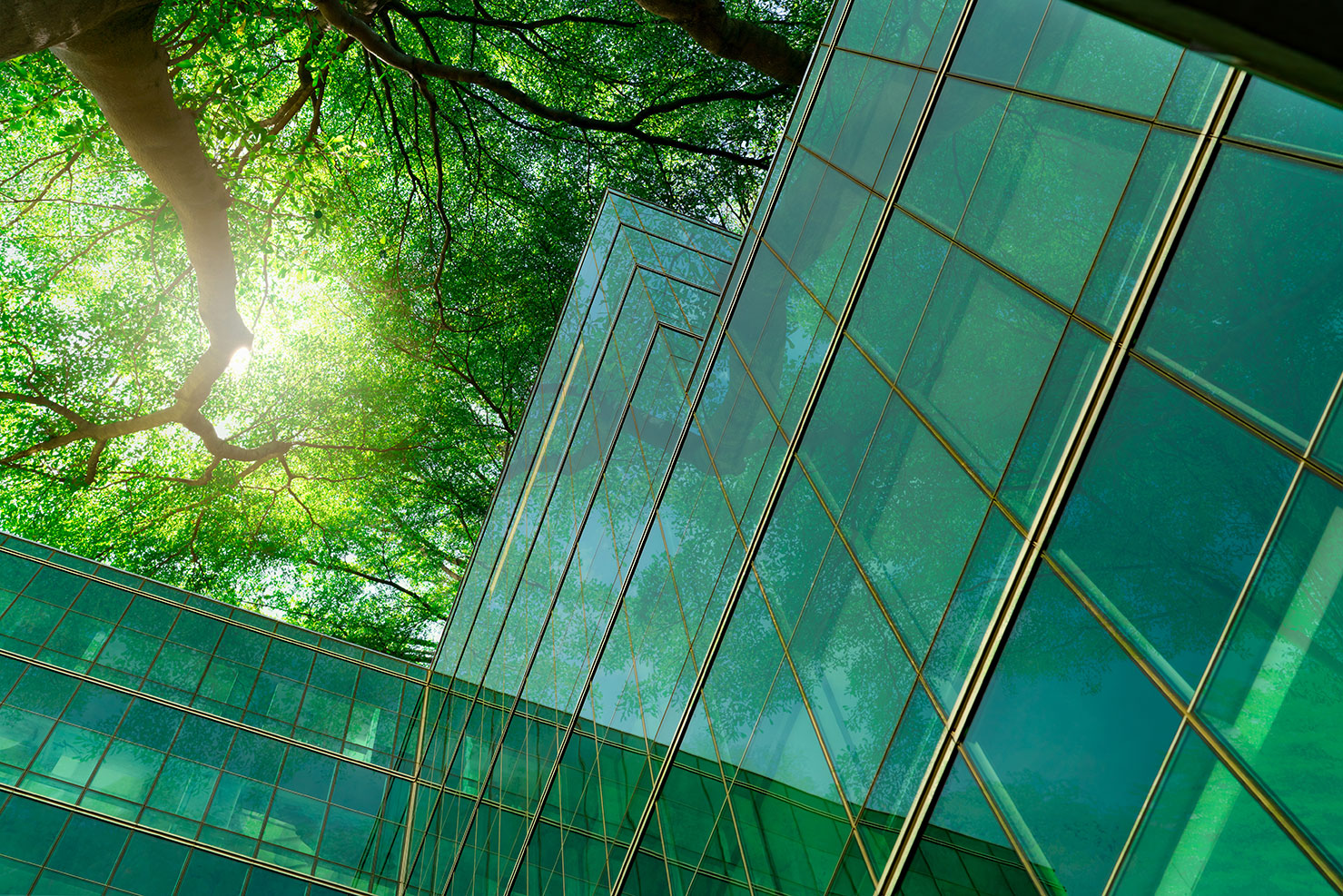 Office building reflecting the greenery of the trees