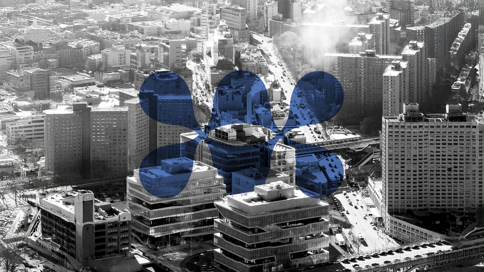 RLG Conference Divider Image