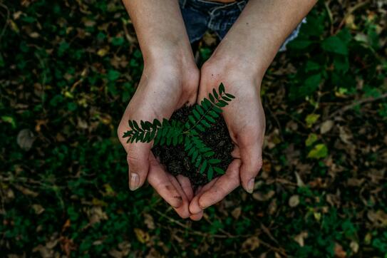 hands holding a small plant 