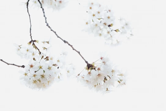 White flowers blooming on a branch.