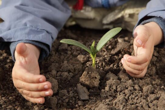 Two hands surrounding a plant sprouting from the earth 