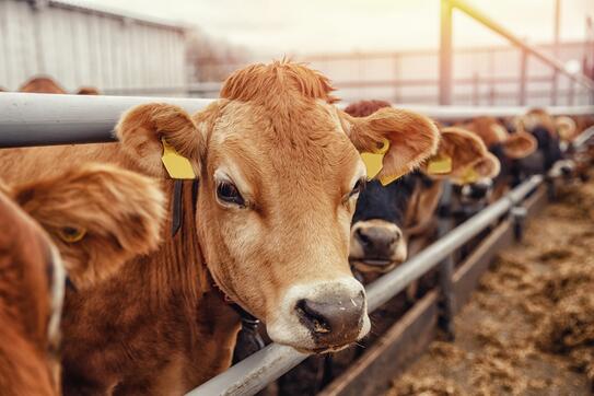 A cow on a farm