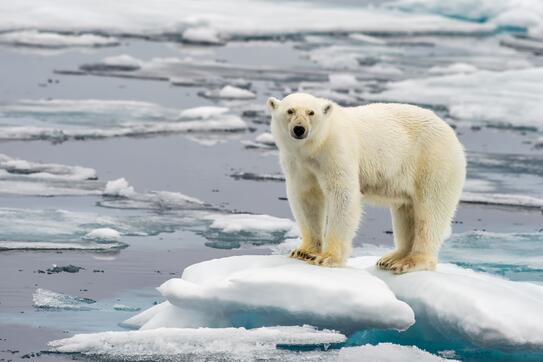 Polar bear on melting ice