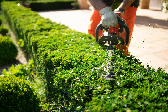 A gardener trims a hedge 