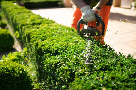A gardener trims a hedge 