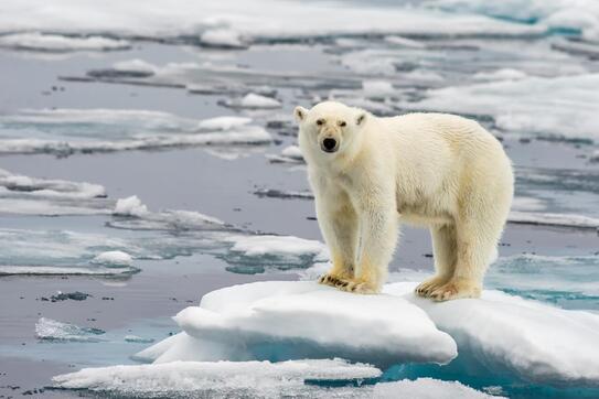 Polar bear on ice flow