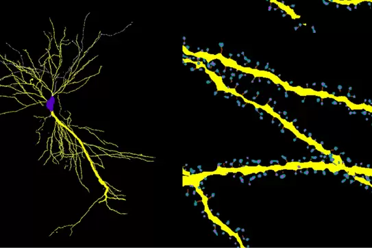 3D Architecture of Brain Cells Photo Image