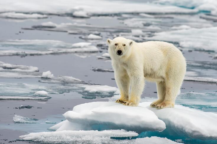 Polar bear on melting ice