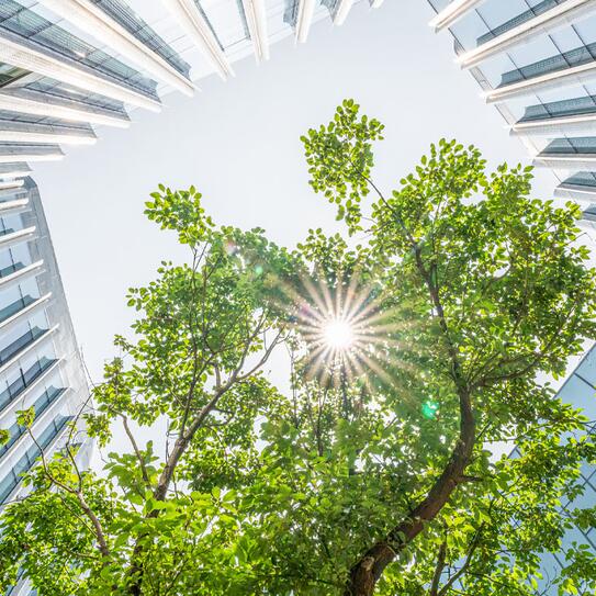 A tree in the middle of a corporate office