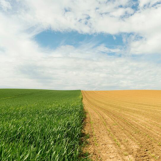 Photo of lush grass next to drought